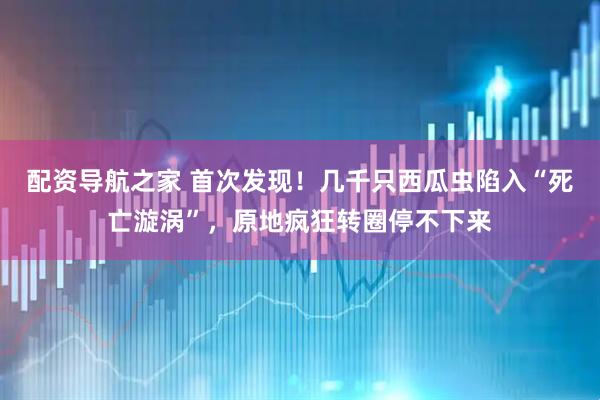 配资导航之家 首次发现!几千只西瓜虫陷入“死亡漩涡”,原地疯狂转圈停不下来
